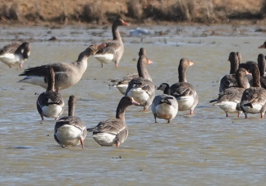 Greater White-fronted Goose - ML410739261