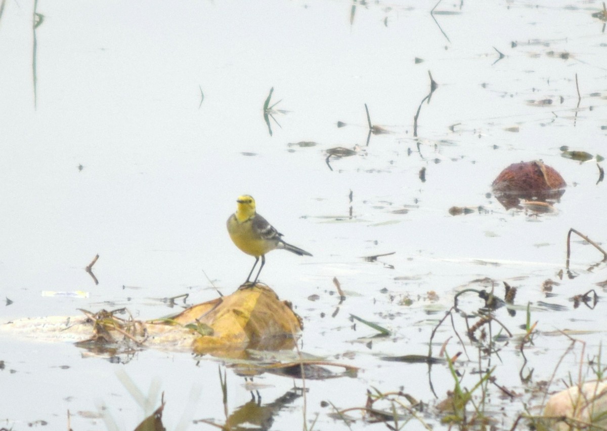 Citrine Wagtail - ML410740891