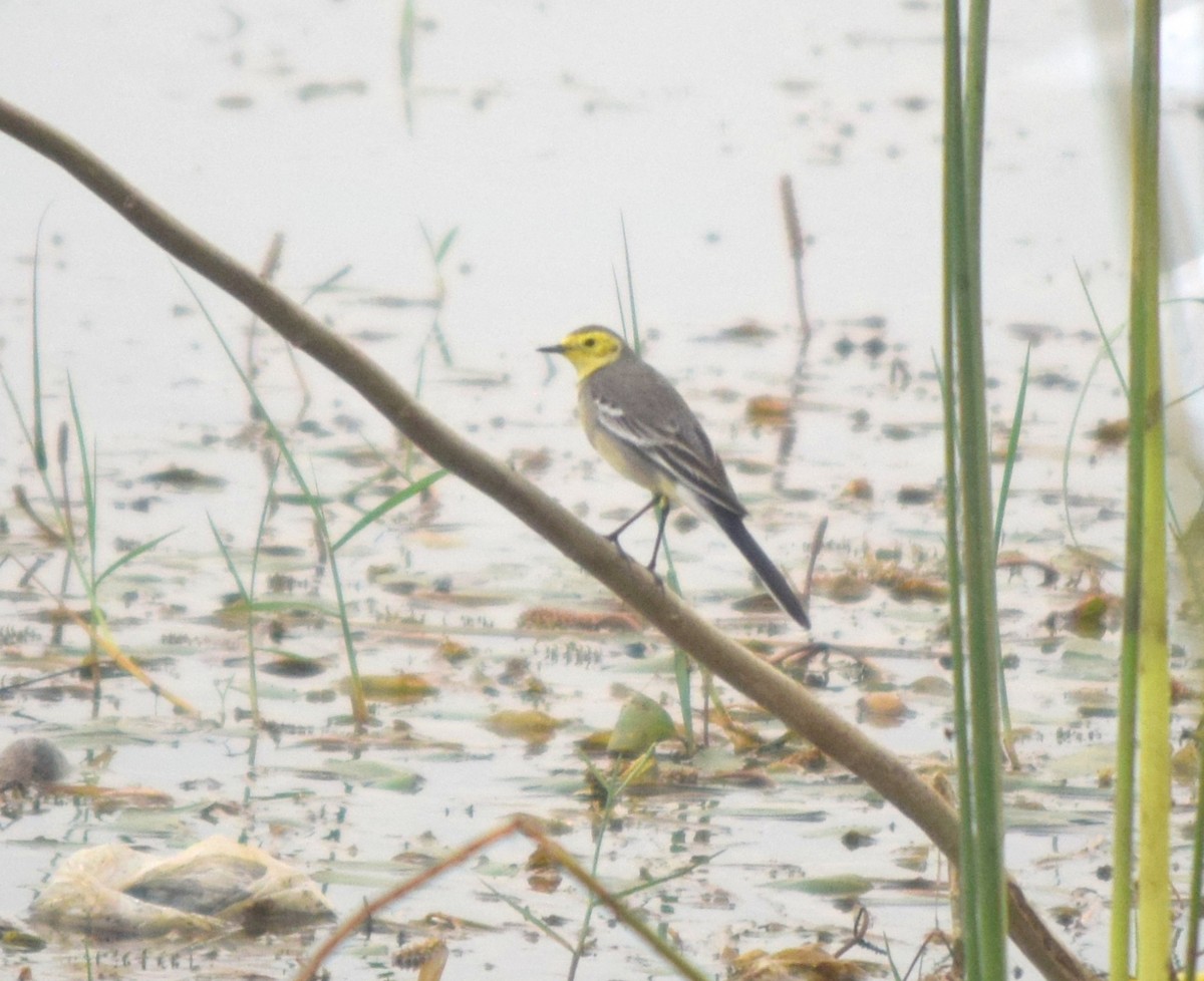 Citrine Wagtail - ML410740901