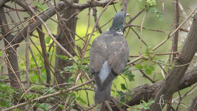 Common Wood-Pigeon - ML410742921