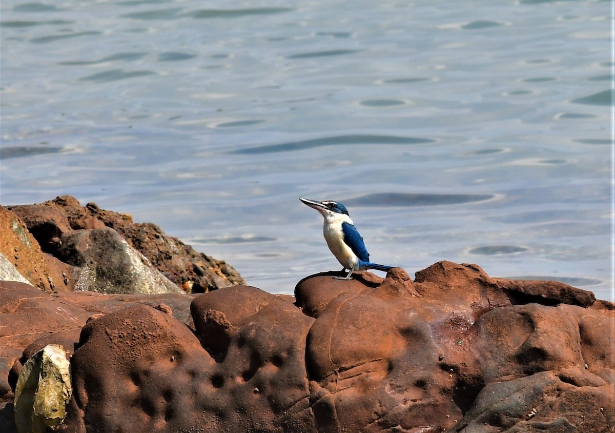 Collared Kingfisher - ML410743071