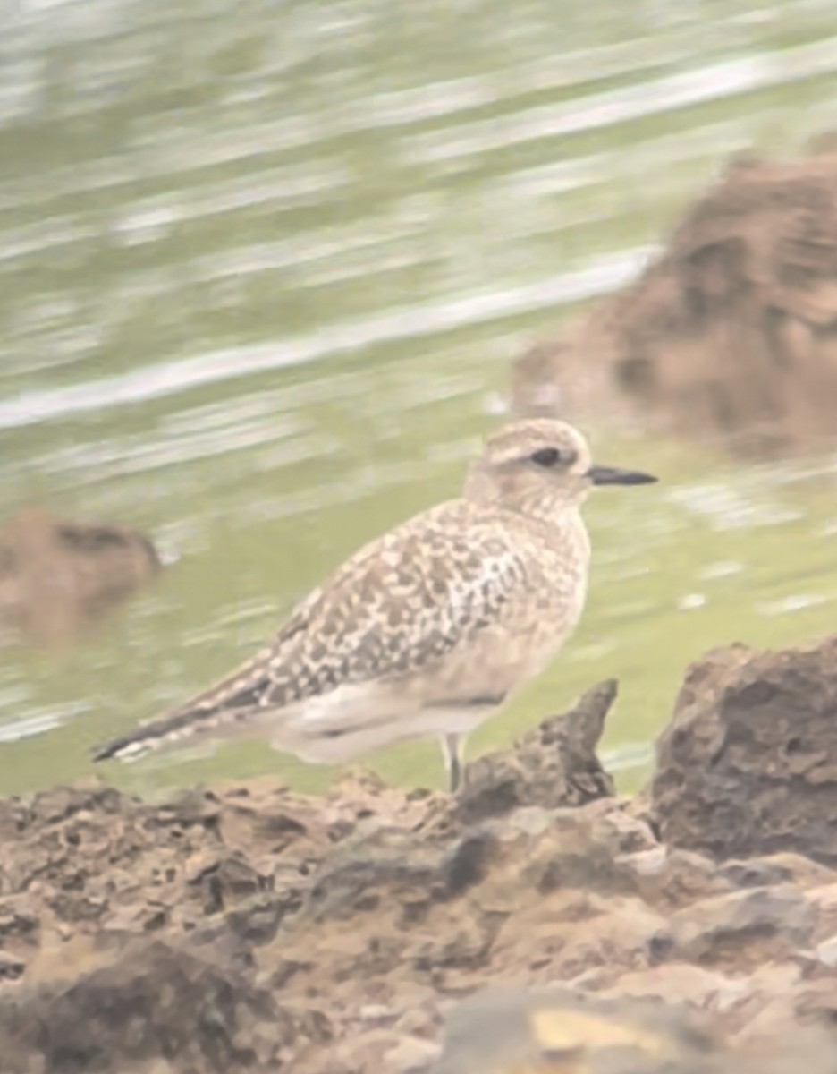 Black-bellied Plover - ML410745401