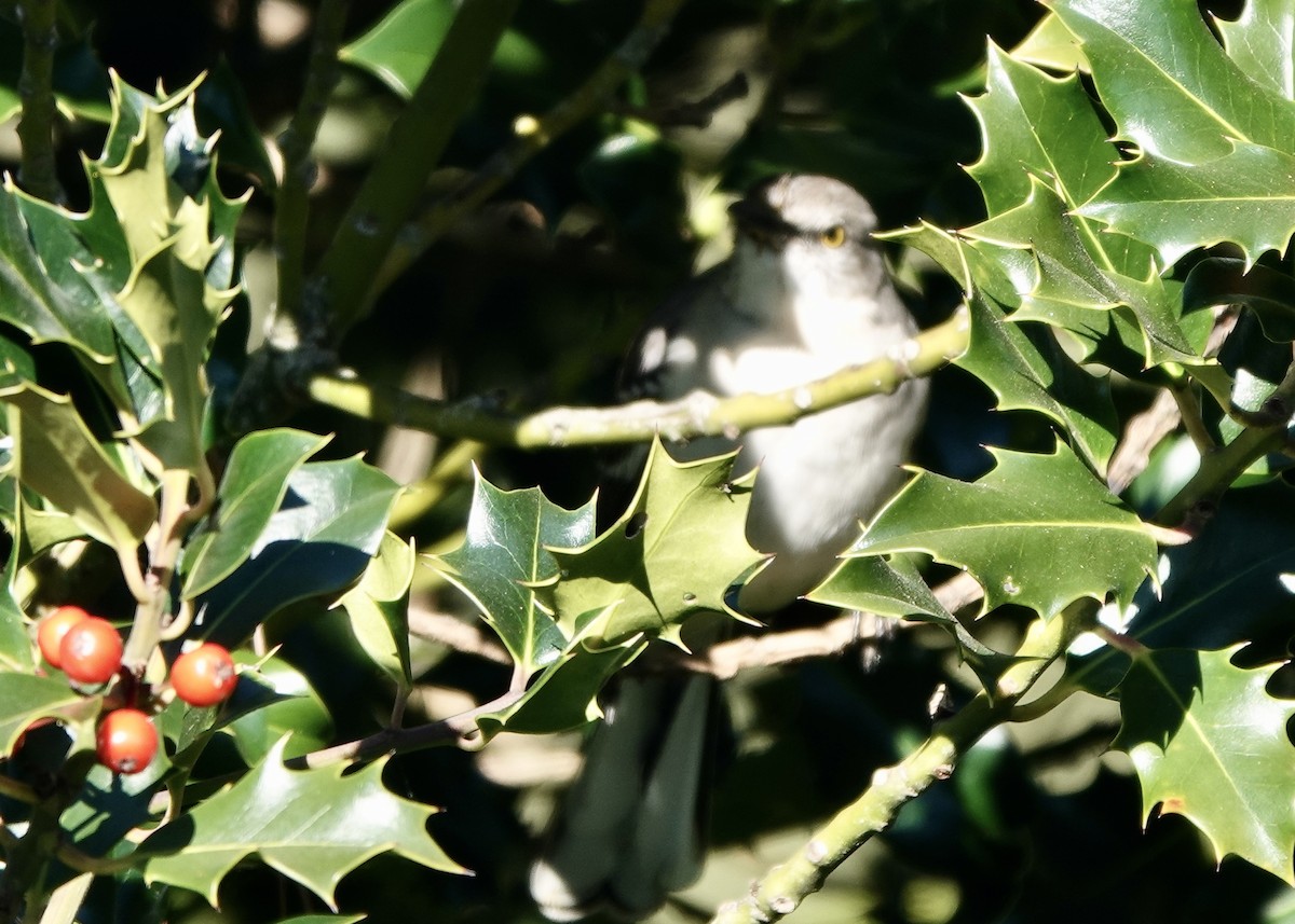 Northern Mockingbird - ML410746071