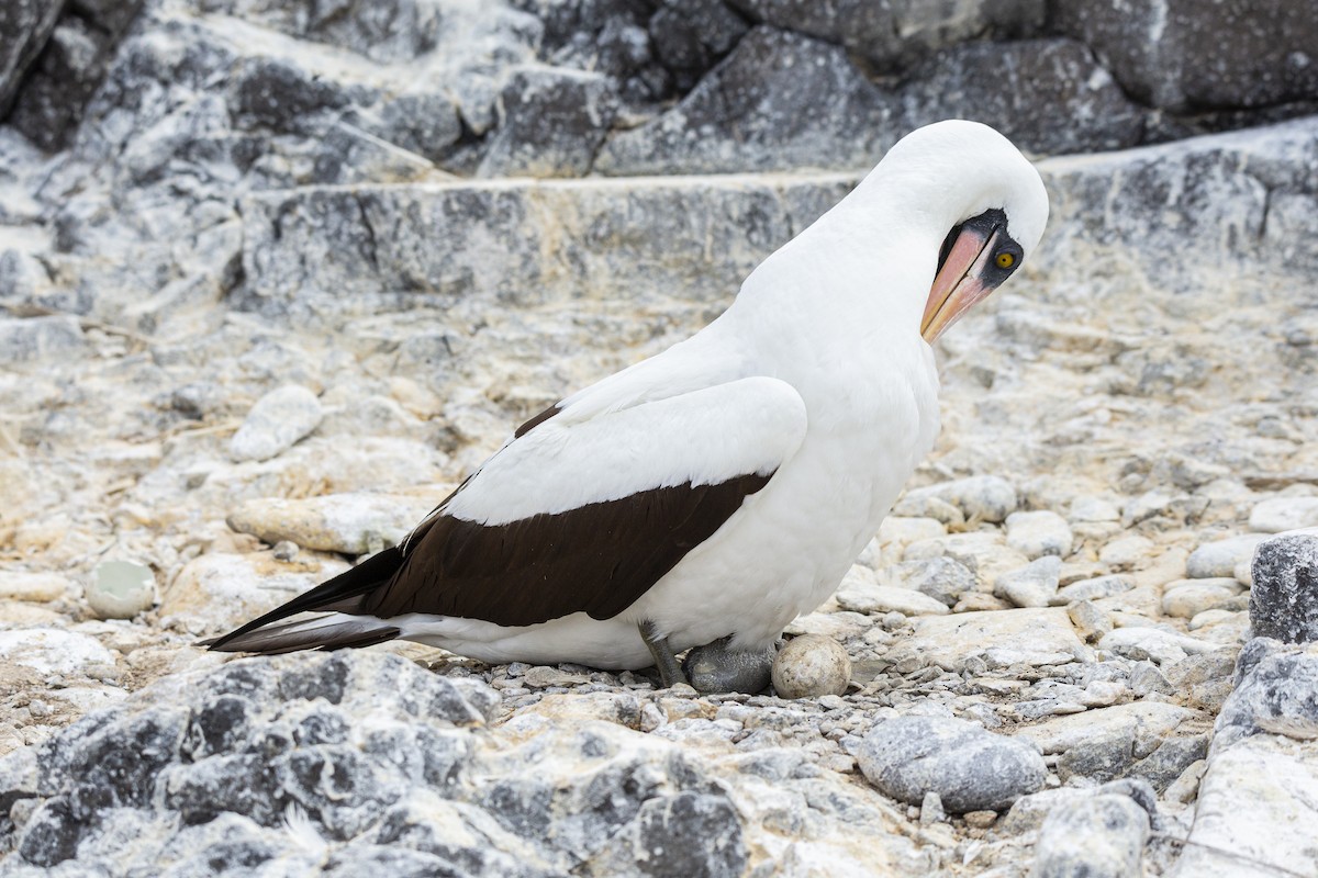 Nazca Booby - ML410747251