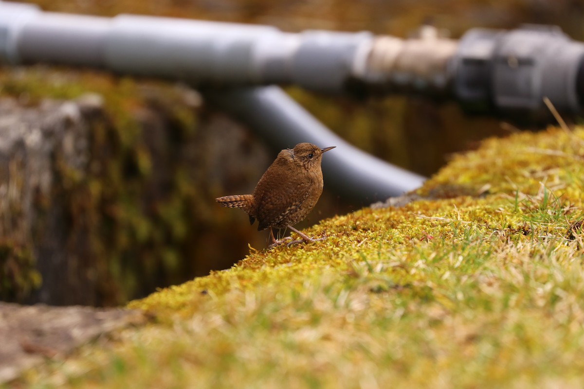 Eurasian Wren (Eurasian) - ML410747261