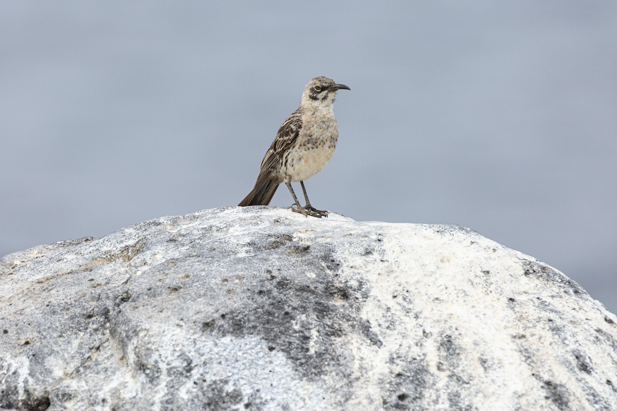 Española Mockingbird - ML410747501