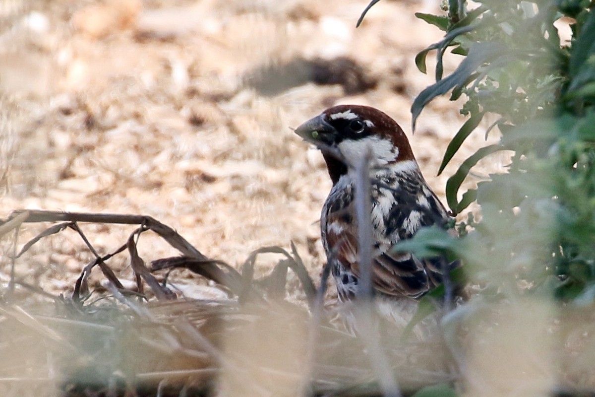 Spanish Sparrow - Zbigniew Swiacki