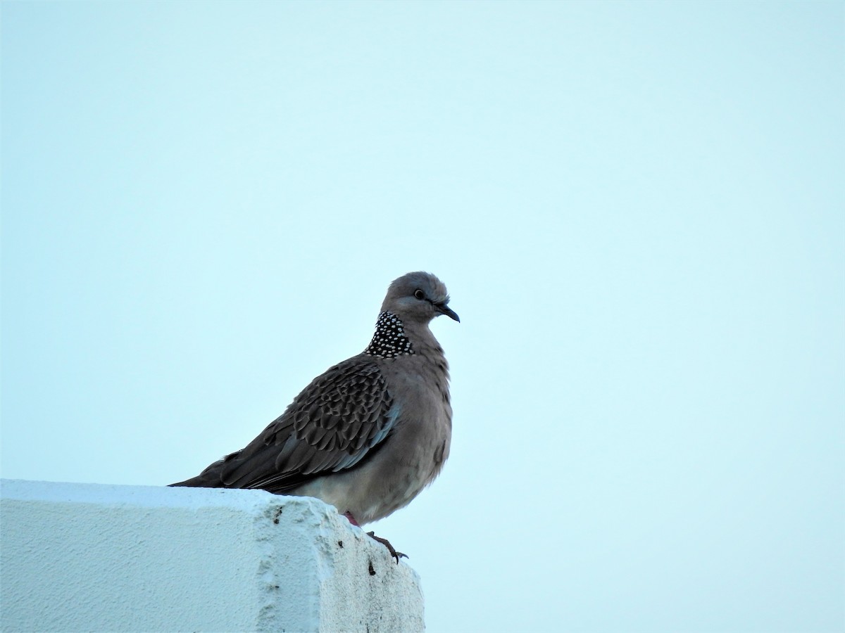Spotted Dove - Gary Crouch
