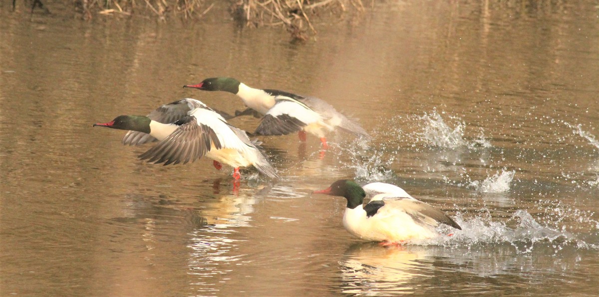 Common Merganser - ML410750491