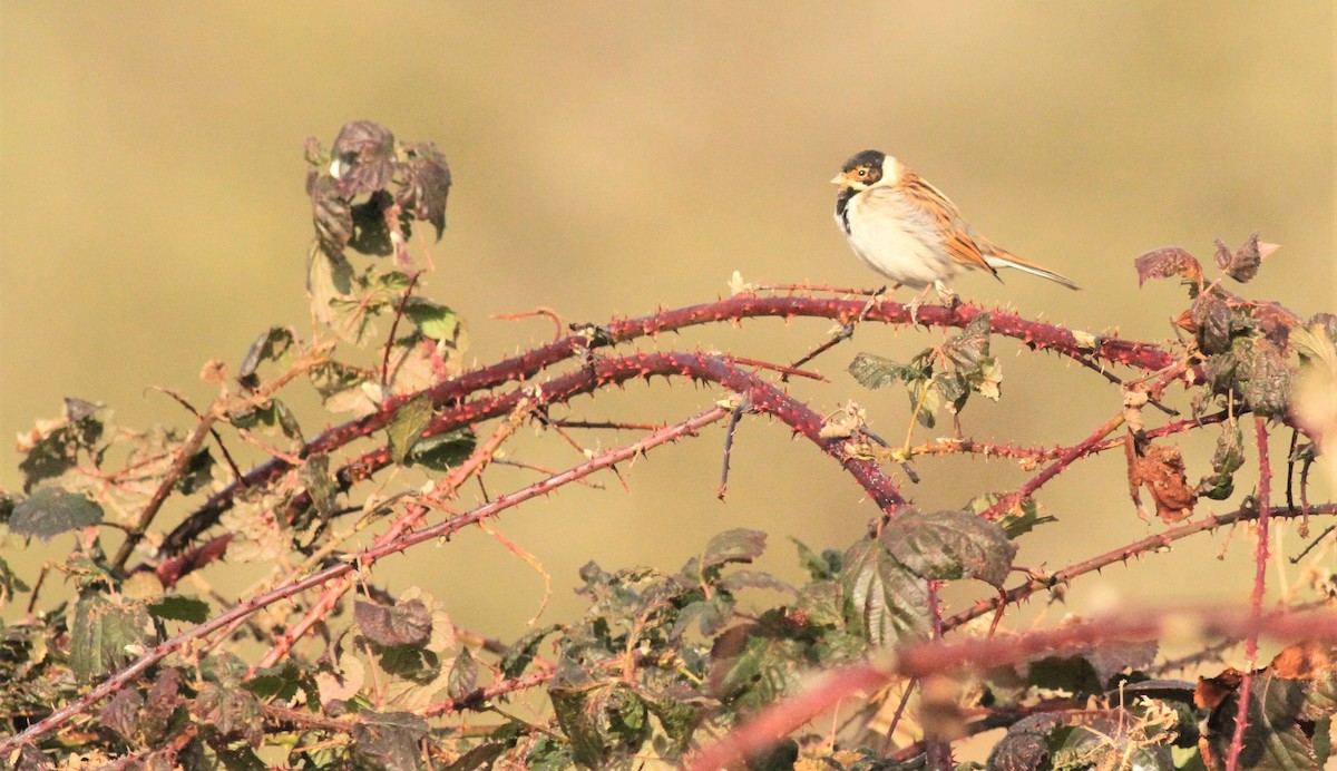 Reed Bunting - ML410750521