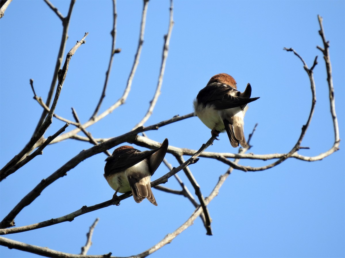 Fairy Martin - ML410750811