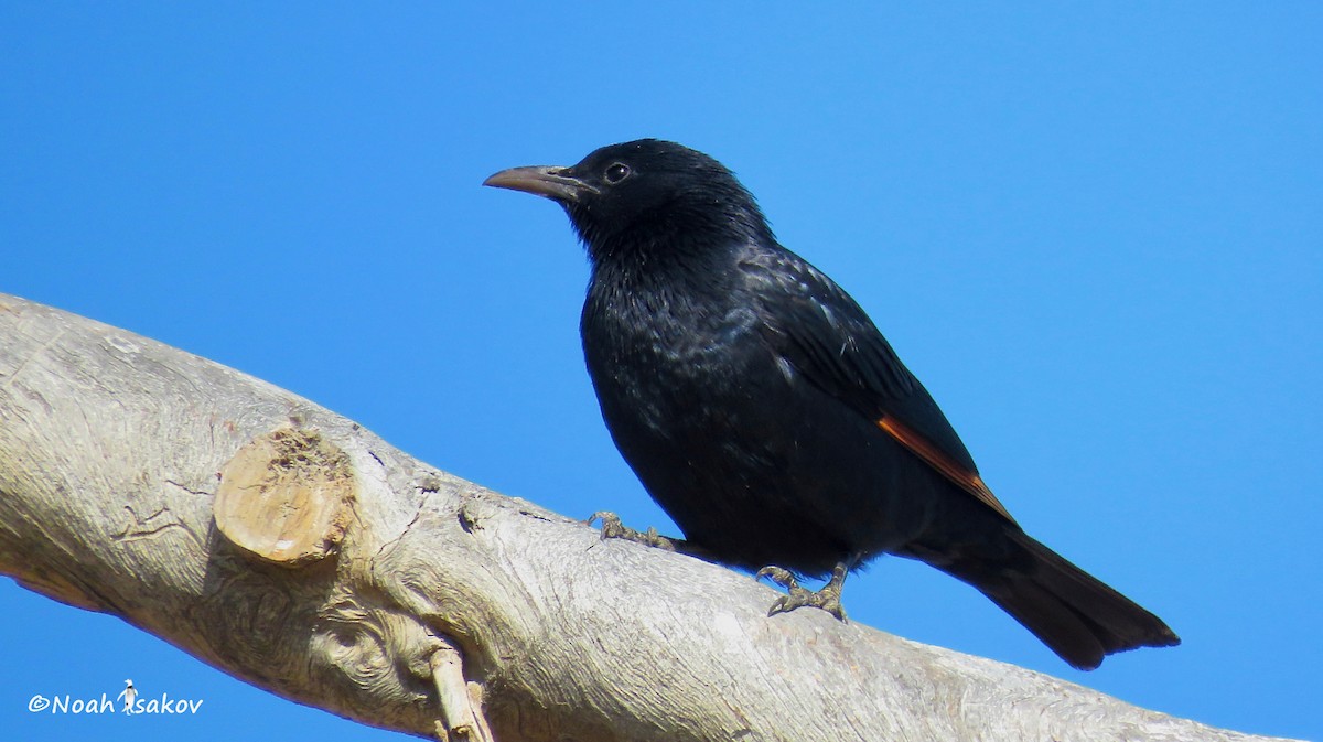 Tristram's Starling - ML410752301