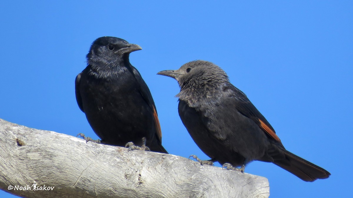 Tristram's Starling - ML410752311