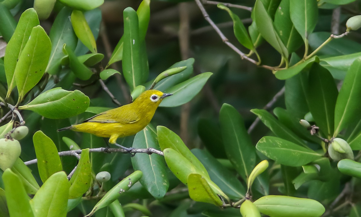 Javan White-eye - ML410753371