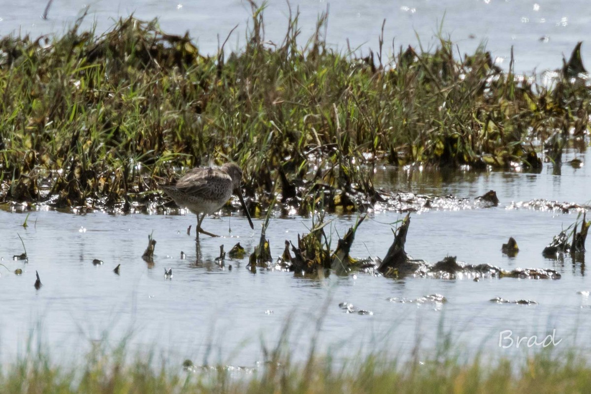 langnebbekkasinsnipe - ML41075361