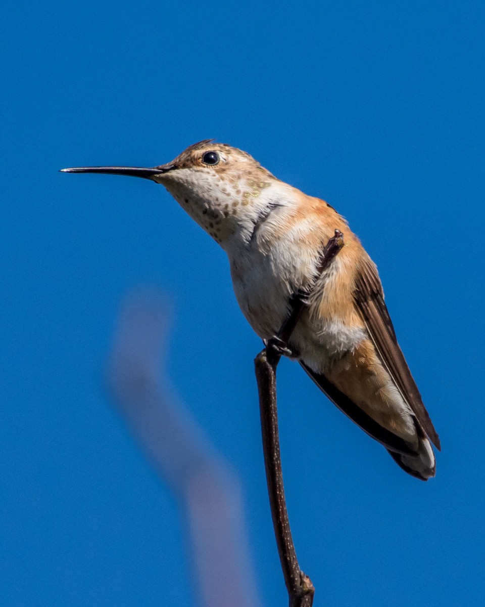 Rufous Hummingbird - Hank Davis