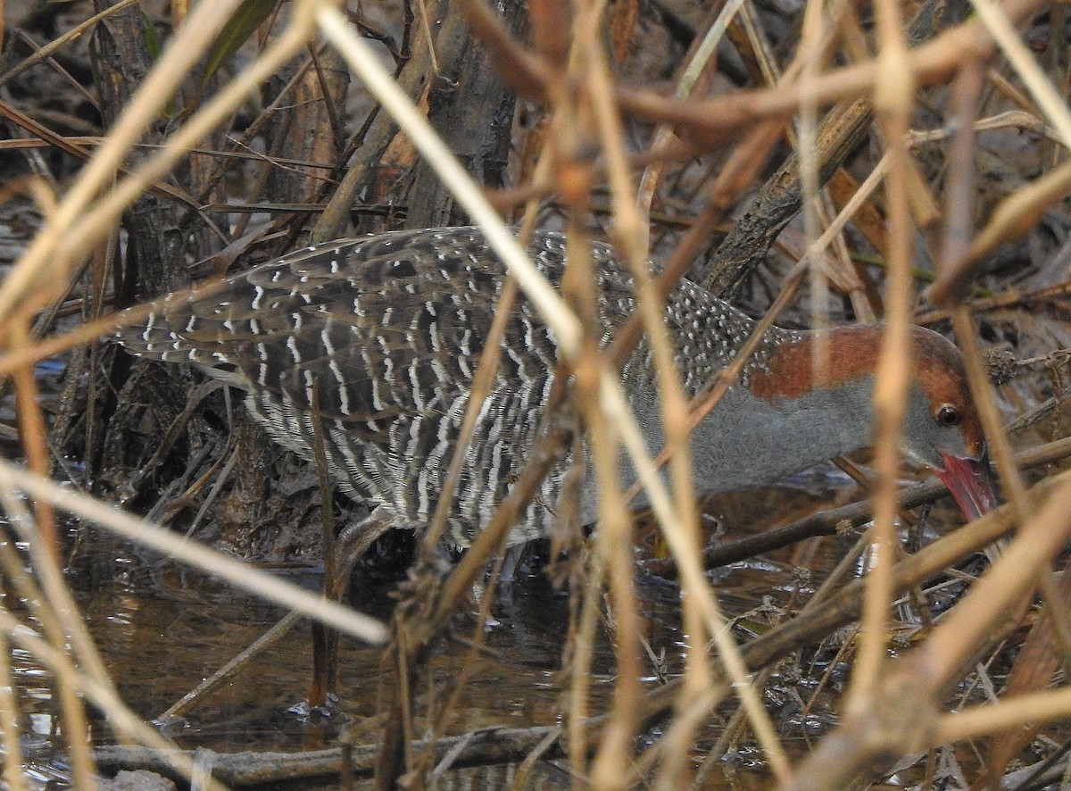 Slaty-breasted Rail - Afsar Nayakkan