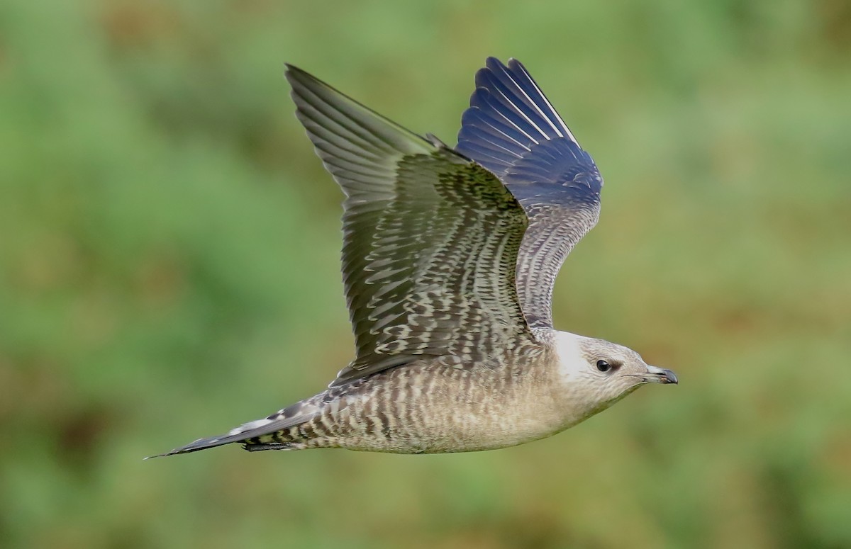 Long-tailed Jaeger - Gareth Hughes