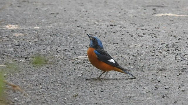 Blue-capped Rock-Thrush - ML410756611