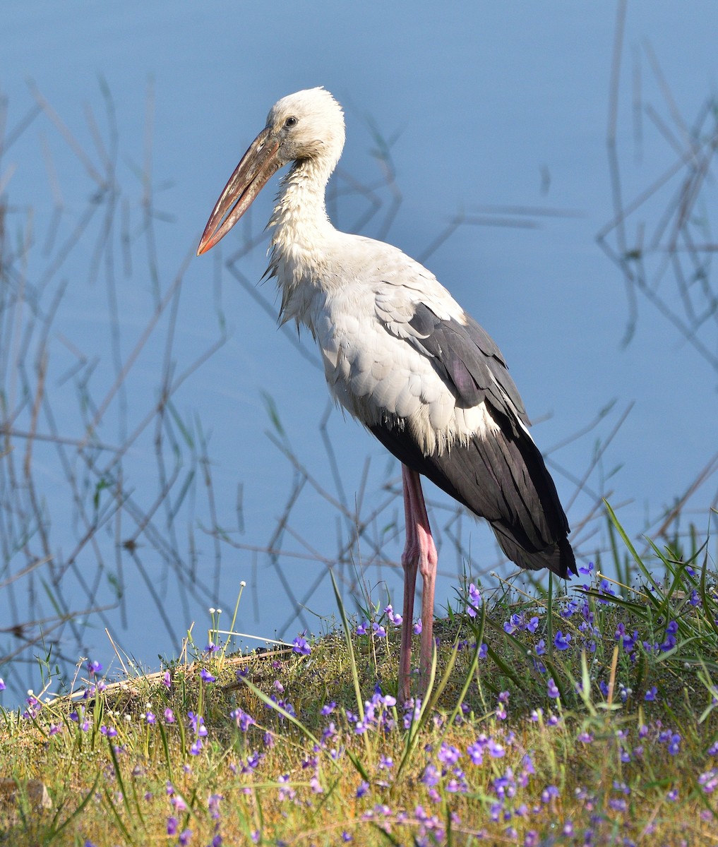 Asian Openbill - Arun Prabhu