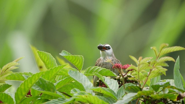 Yellow-vented Bulbul - ML410756801