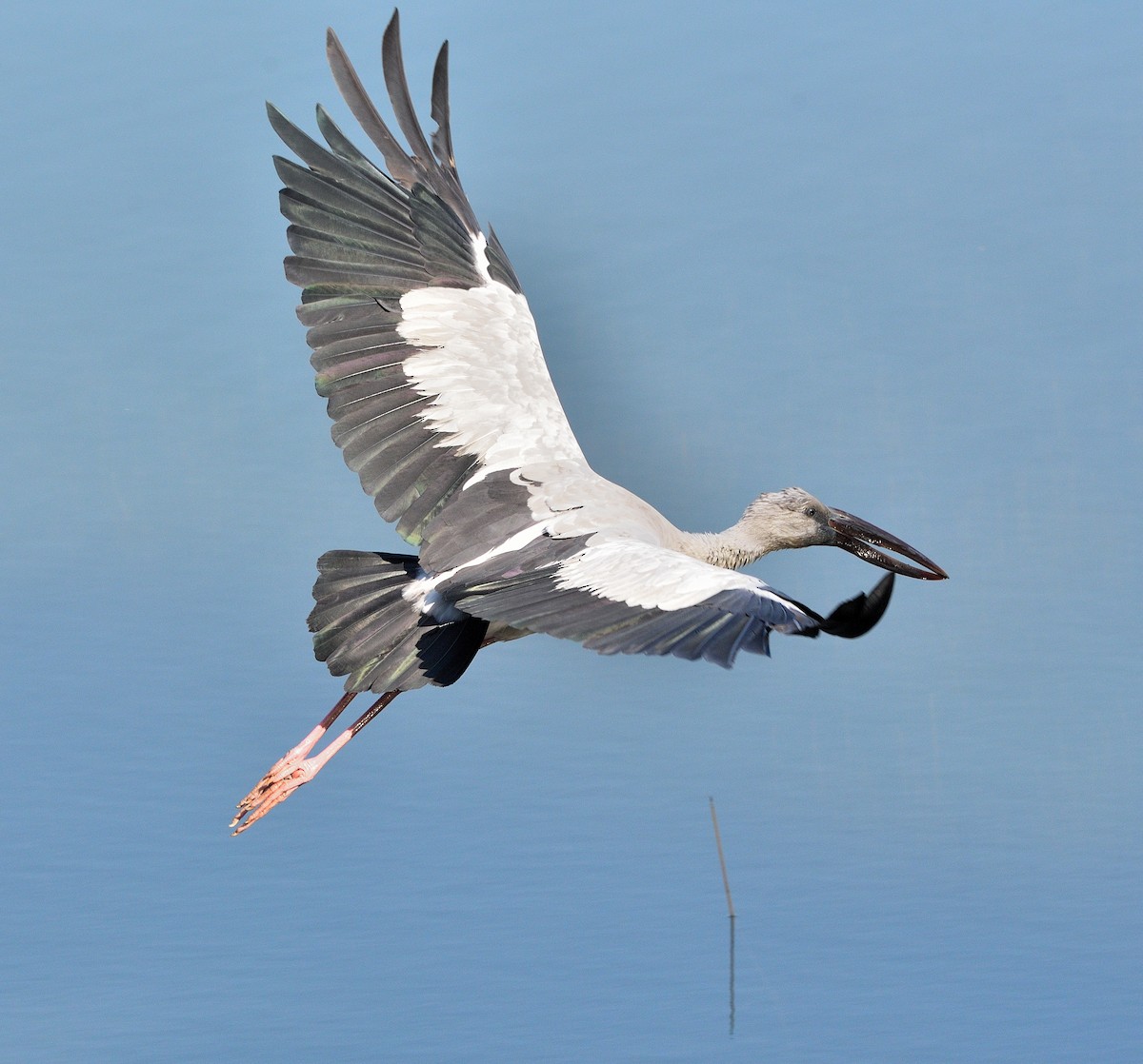 Asian Openbill - Arun Prabhu