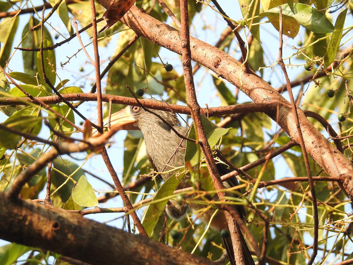 Malabar Gray Hornbill - ML410757491