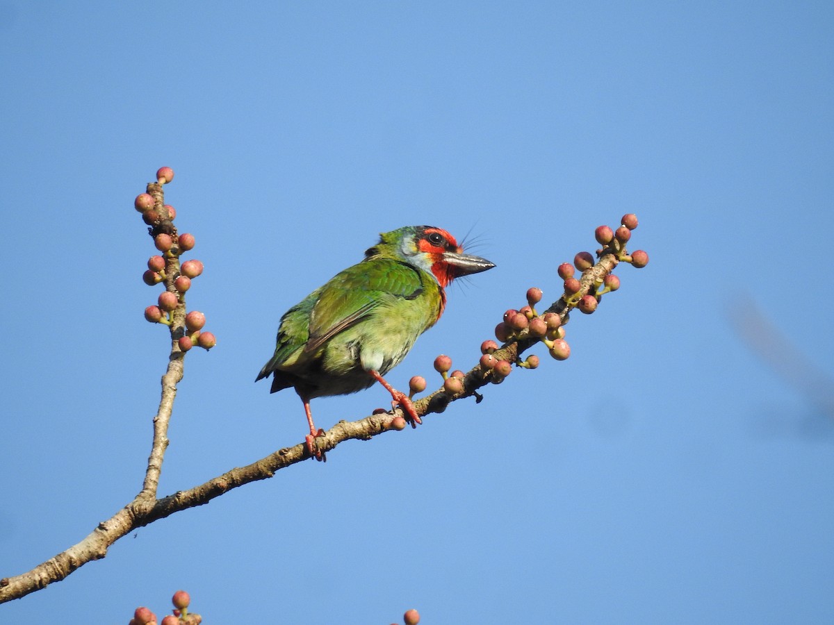 Malabar Barbet - ML410757511