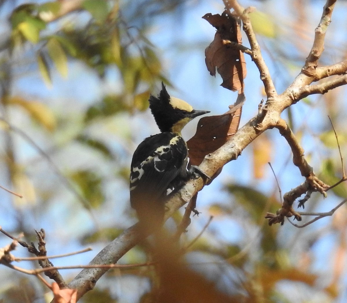 Heart-spotted Woodpecker - ML410757521