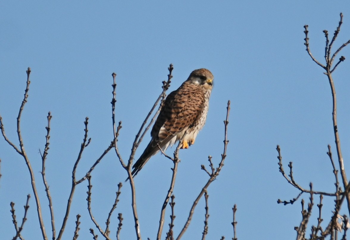 Начин шонхор - ML410757571