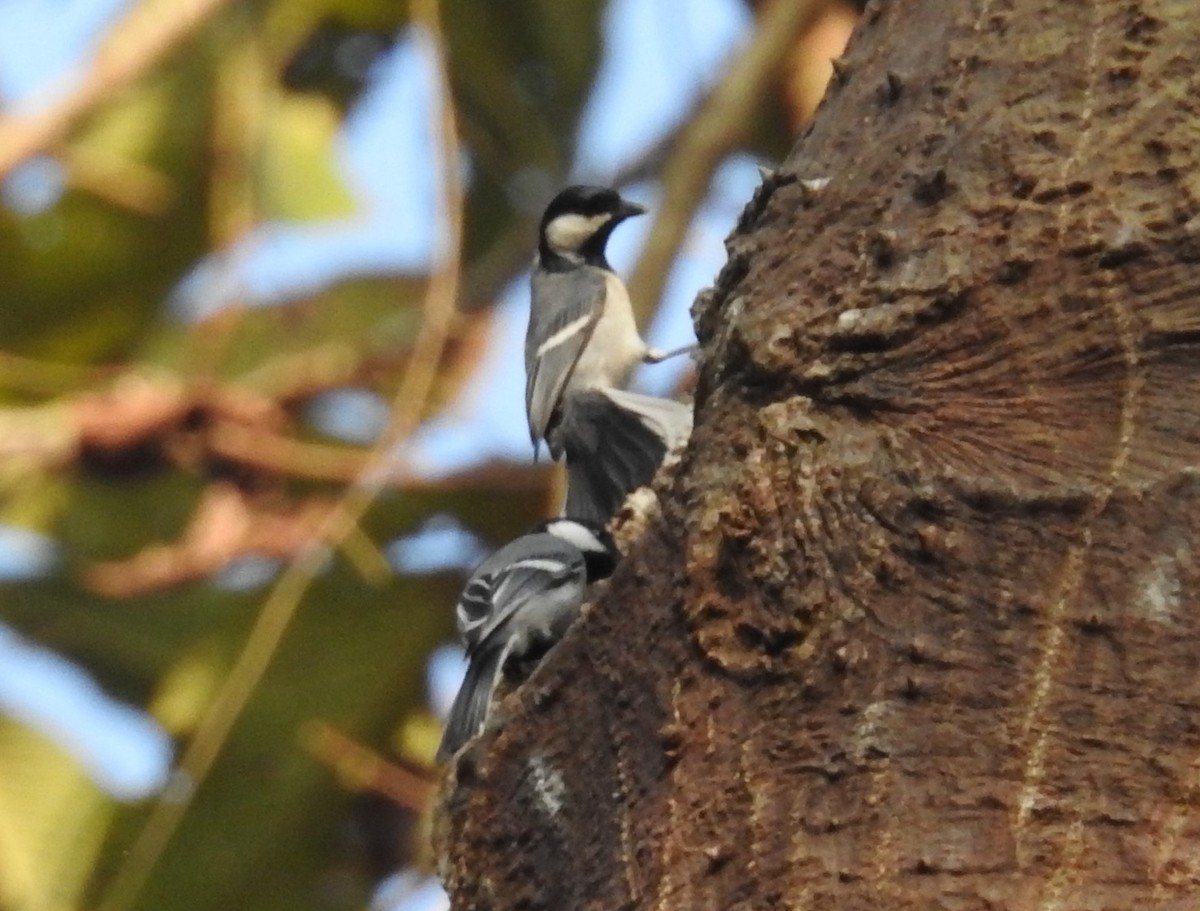 Cinereous Tit - ML410757671