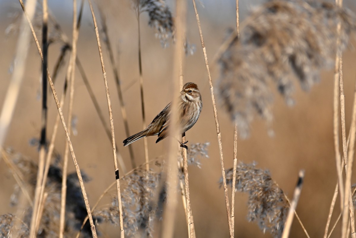 Цагаан хүзүүт хөмрөг - ML410757681