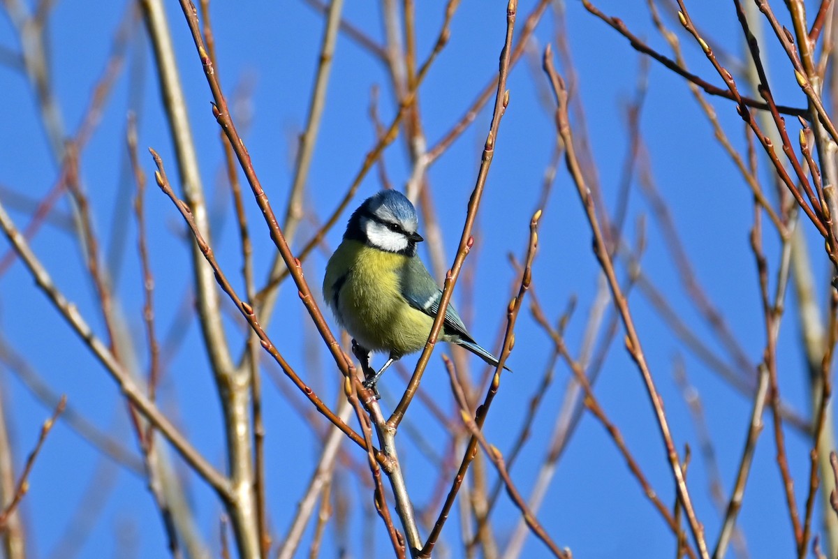 Eurasian Blue Tit - ML410757741