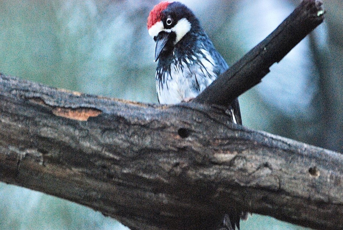 Acorn Woodpecker - Kayla Liechty