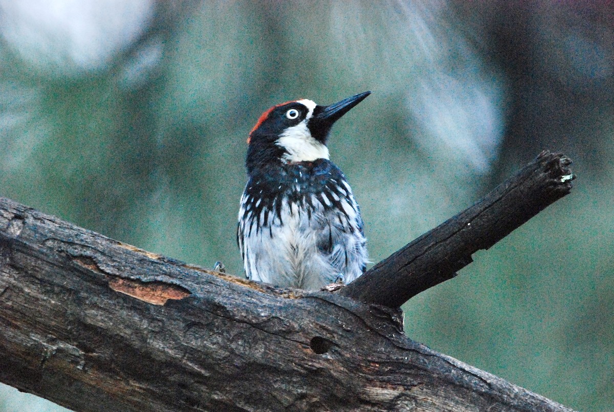 Acorn Woodpecker - Kayla Liechty