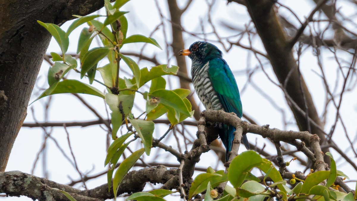 Asian Emerald Cuckoo - ML410758871