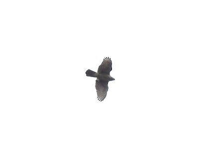 American Goshawk - ML410759681