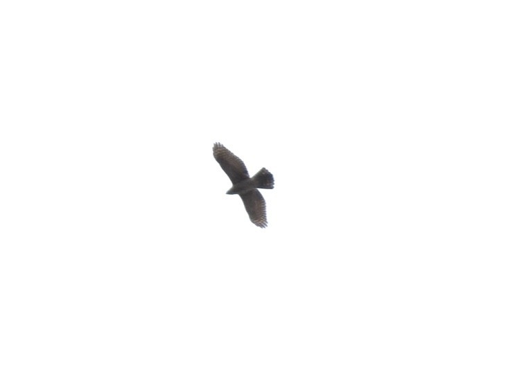 American Goshawk - ML410759691