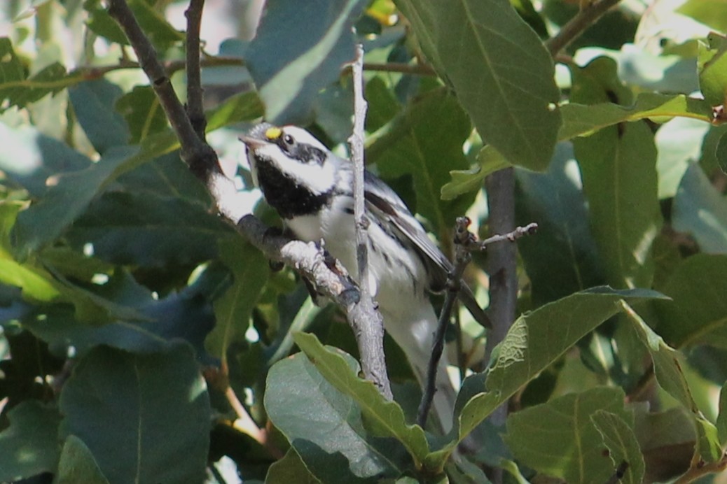 Black-throated Gray Warbler - ML410759851