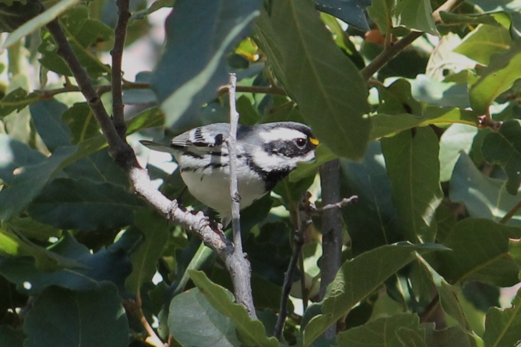 Black-throated Gray Warbler - ML410759861