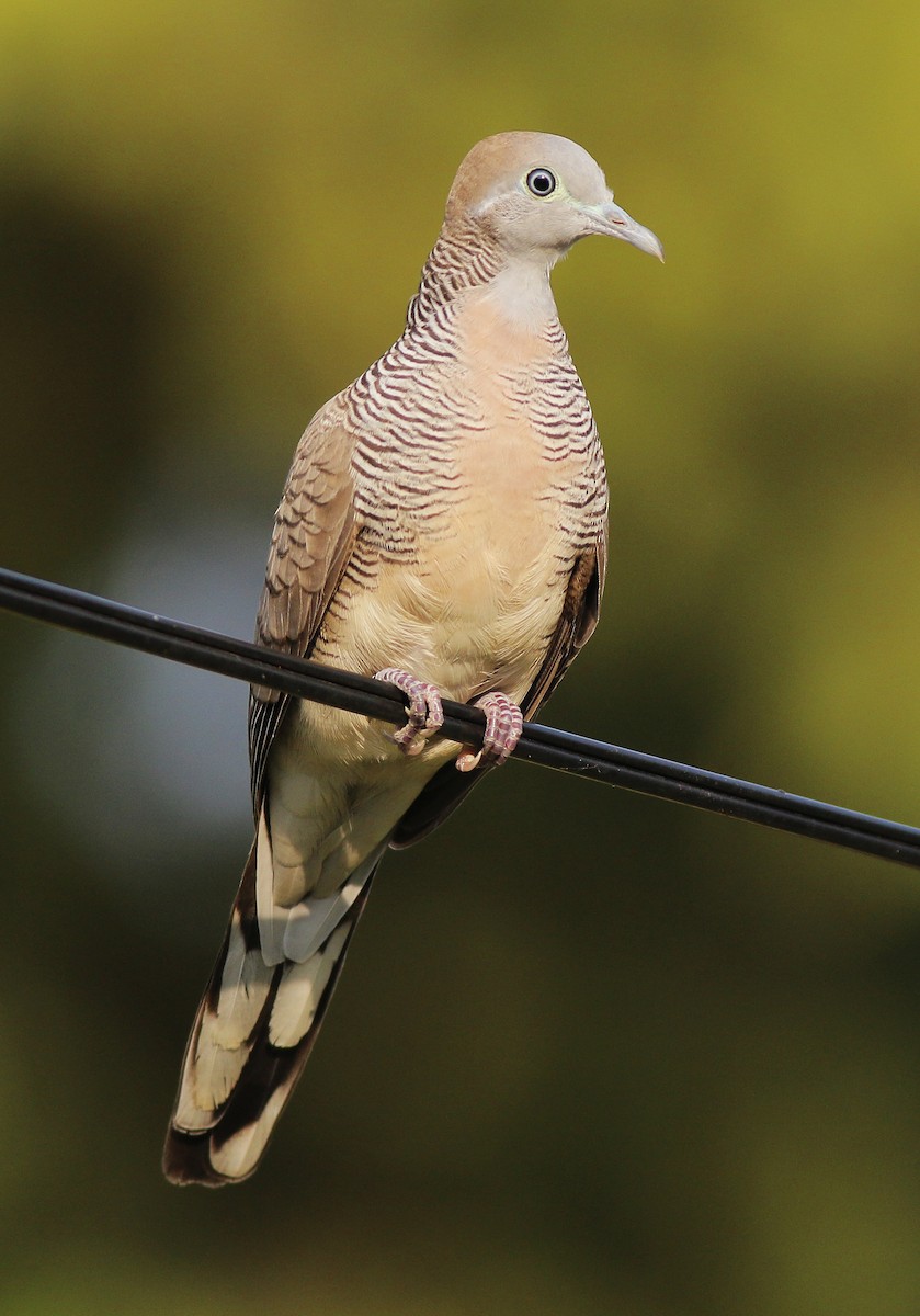 斑馬鳩 - ML410760991