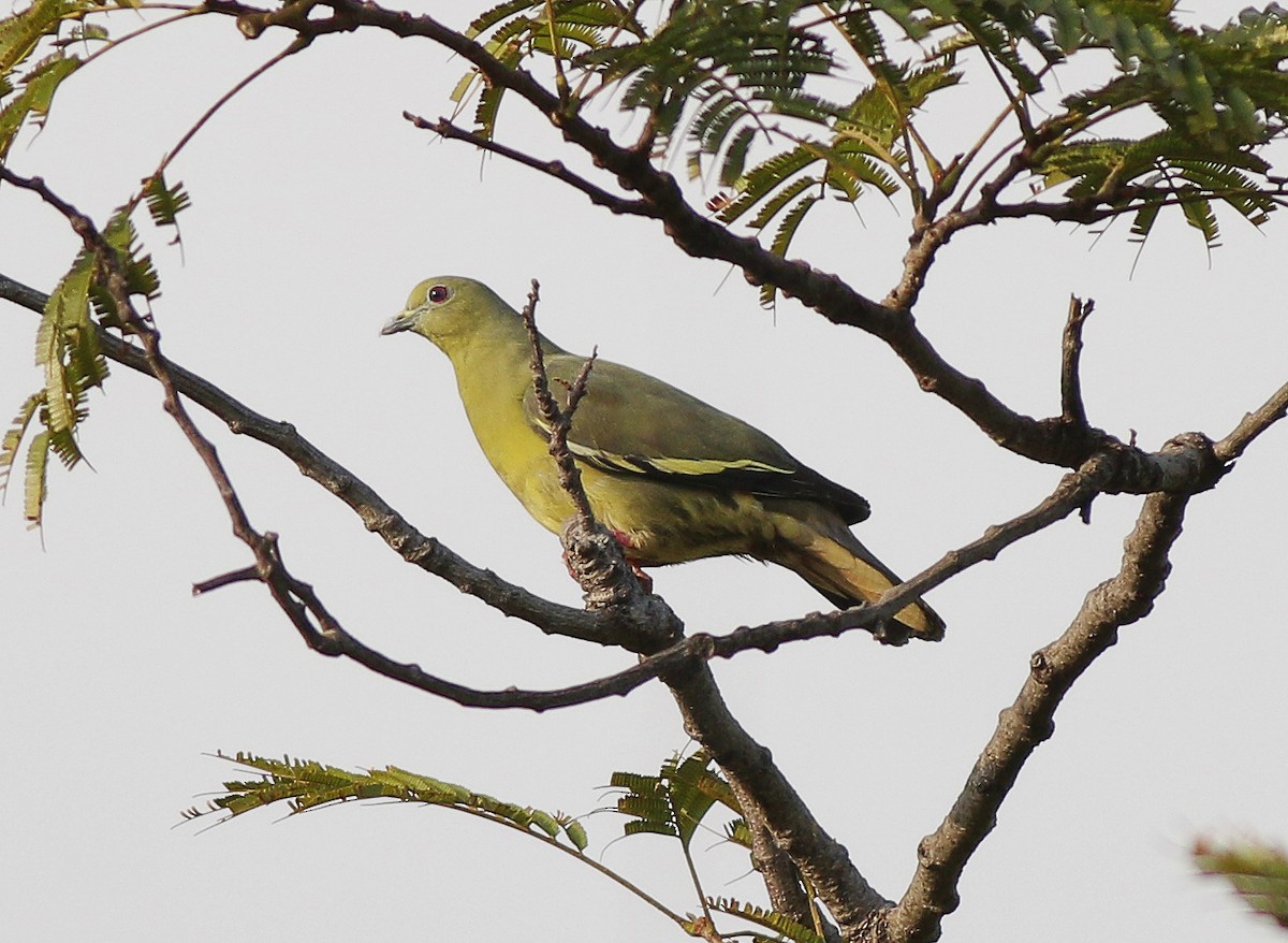 Pink-necked Green-Pigeon - ML410761011