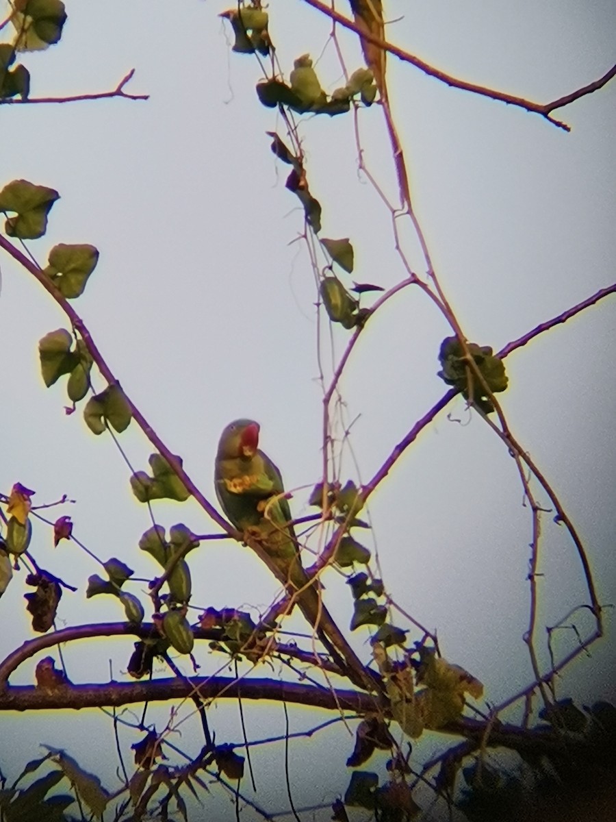 Alexandrine Parakeet - ML410761771