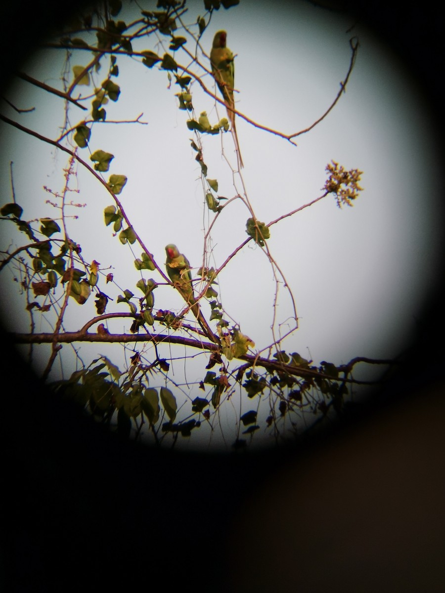 Alexandrine Parakeet - Bualookkaew Sakchatchawan