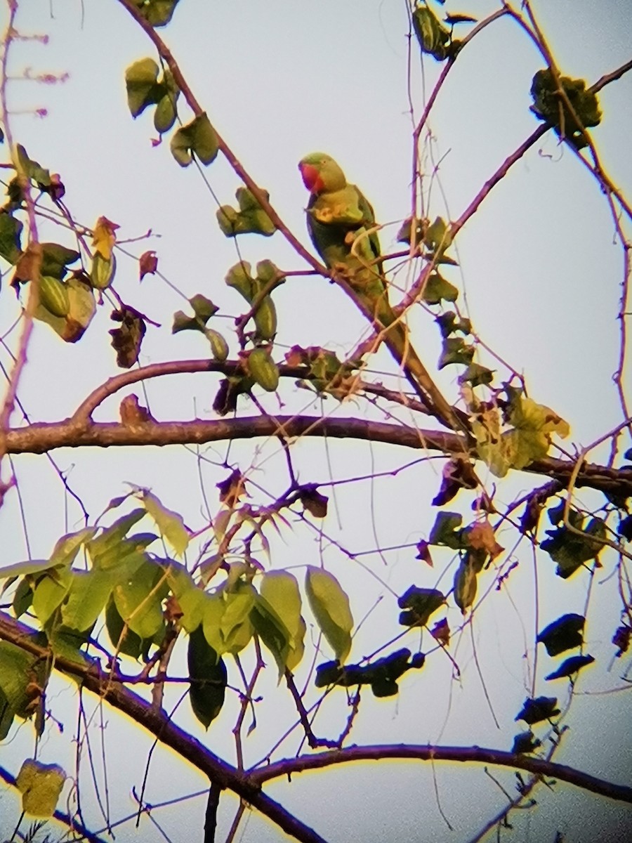 Alexandrine Parakeet - ML410761791