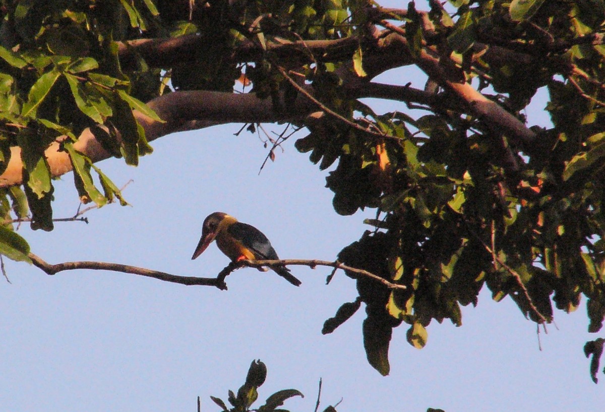 Stork-billed Kingfisher - ML41076251