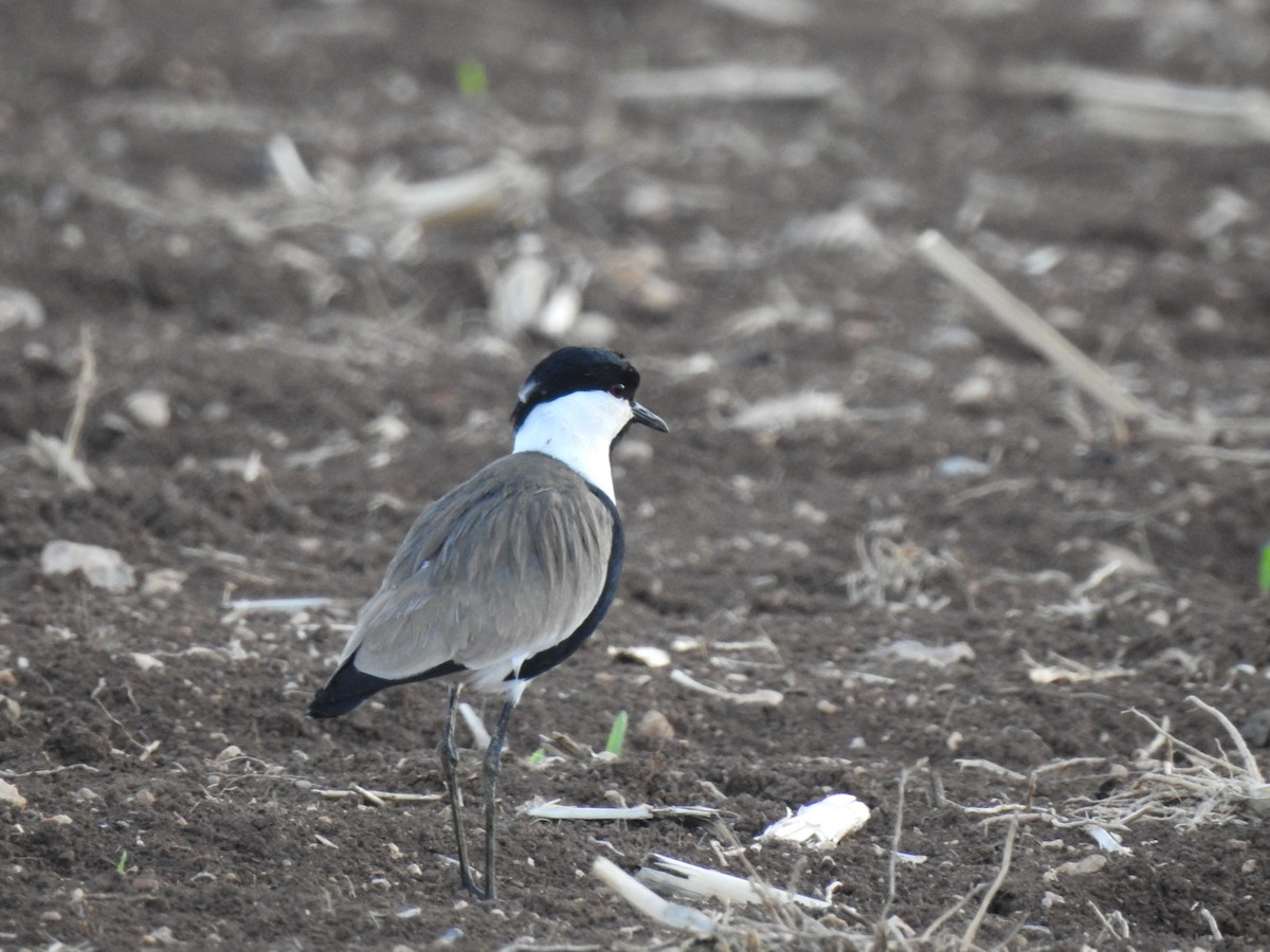 Spur-winged Lapwing - ML410763291