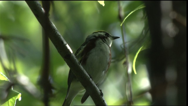 Chestnut-sided Warbler - ML410766