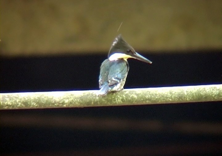 Green Kingfisher - Josep del Hoyo