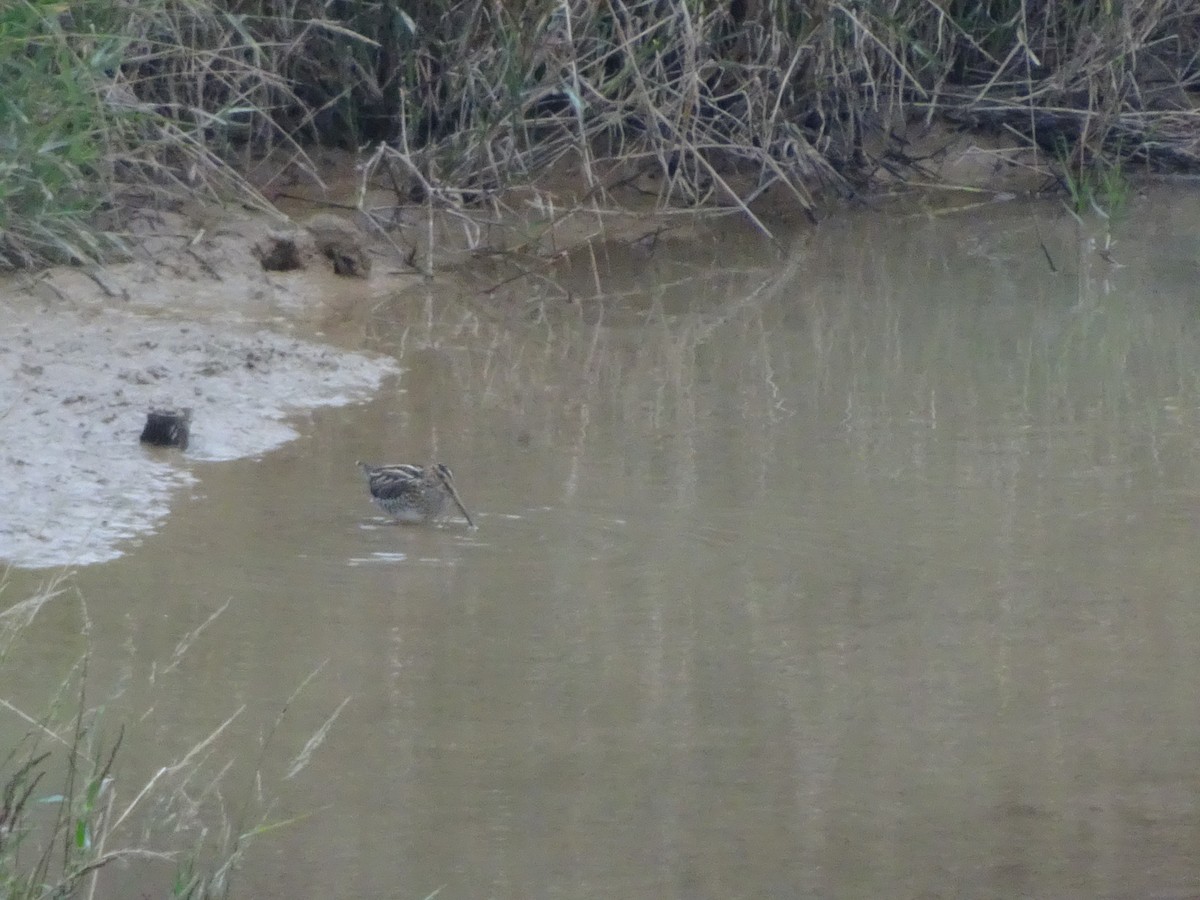 Common Snipe - ML410767391